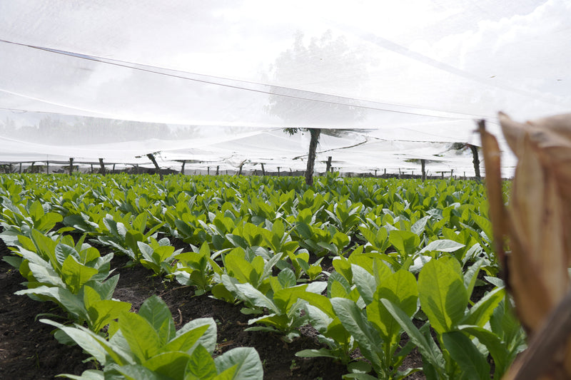 Sun-grown tobacco leaves cured in a Dominican barn — Sivonte heritage